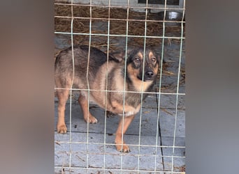 LOKI - kleiner lieber Boy sucht Familie