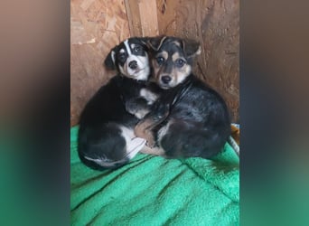 SOYA - liebe Hündin sucht Familie