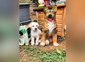 CODY - süßer Bub sucht ein Zuhause