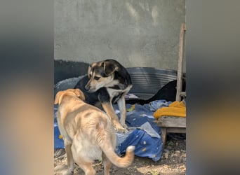 SOYA - liebe Hündin sucht Familie