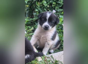 MARLEY sucht sein Für-Immer-Zuhause