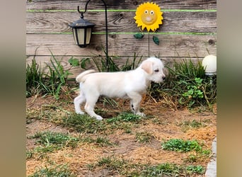 CODY - süßer Bub sucht ein Zuhause