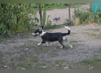 TAMINA - Zaubermaus sucht Familie