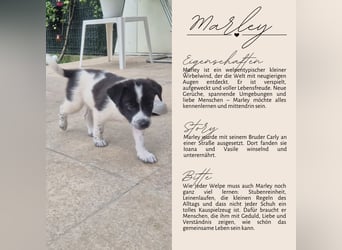 MARLEY sucht sein Für-Immer-Zuhause