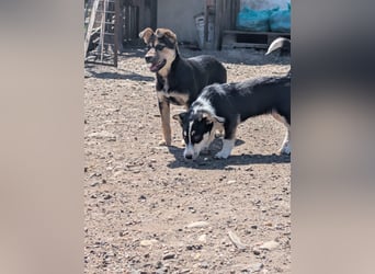 TAMINA - Zaubermaus sucht Familie