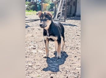 SOYA - liebe Hündin sucht Familie