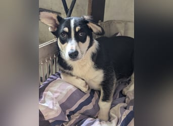 TAMINA - Zaubermaus sucht Familie