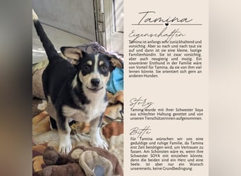 TAMINA - Zaubermaus sucht Familie