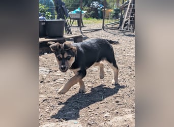 SOYA - liebe Hündin sucht Familie