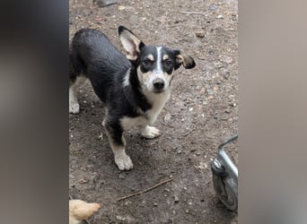 TAMINA - Zaubermaus sucht Familie