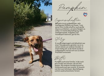 PUMPKIN - kleiner Rüde, große Power