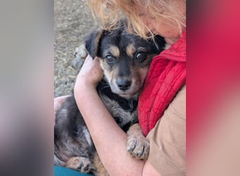 SOYA - liebe Hündin sucht Familie
