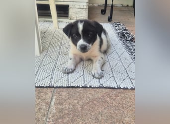 MARLEY sucht sein Für-Immer-Zuhause