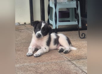 MARLEY sucht sein Für-Immer-Zuhause