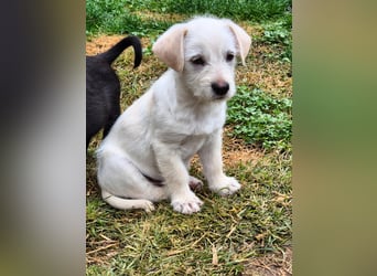 CODY - süßer Bub sucht ein Zuhause