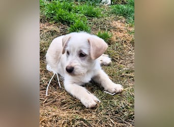 CODY - süßer Bub sucht ein Zuhause