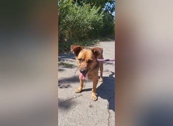 PUMPKIN - kleiner Rüde, große Power