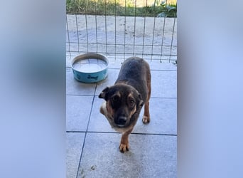 LOKI - kleiner Powerboy sucht Familie