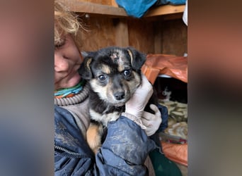 SOYA - liebe Hündin sucht Familie