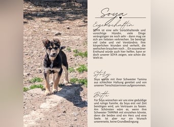 SOYA - liebe Hündin sucht Familie