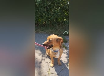 PUMPKIN - kleiner Rüde, große Power