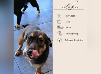 LOKI - kleiner Powerboy sucht Familie