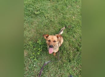 PUMPKIN - kleiner Rüde, große Power