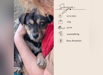 SOYA - liebe Hündin sucht Familie