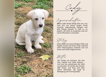 CODY - süßer Bub sucht ein Zuhause