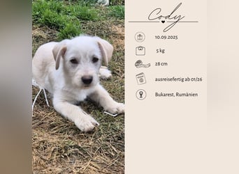 CODY - süßer Bub sucht ein Zuhause