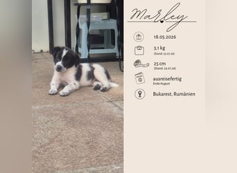 MARLEY sucht sein Für-Immer-Zuhause