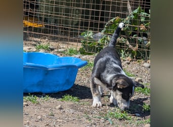 TAMINA - Zaubermaus sucht Familie