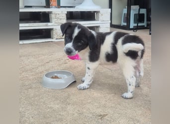 MARLEY sucht sein Für-Immer-Zuhause