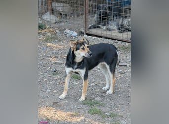 SOYA - liebe Hündin sucht Familie