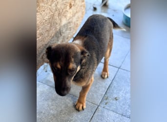 LOKI - kleiner Powerboy sucht Familie