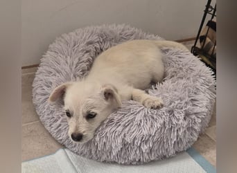 CODY - süßer Bub sucht ein Zuhause