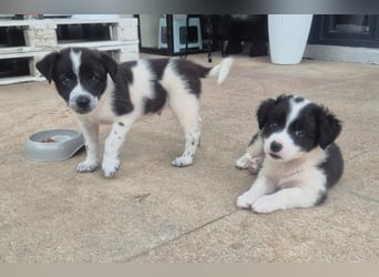 MARLEY sucht sein Für-Immer-Zuhause