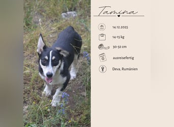 TAMINA - Zaubermaus sucht Familie