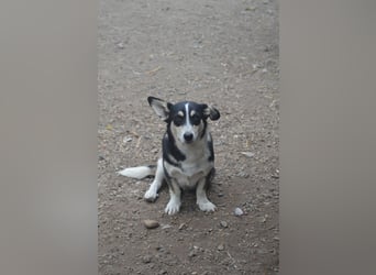 TAMINA - Zaubermaus sucht Familie