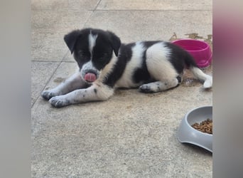 MARLEY sucht sein Für-Immer-Zuhause