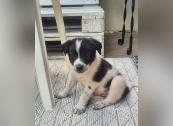 MARLEY sucht sein Für-Immer-Zuhause