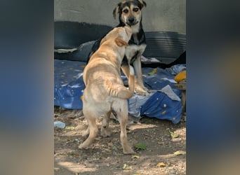 SOYA - liebe Hündin sucht Familie