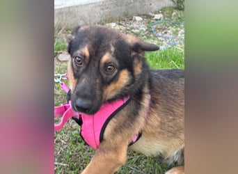 LOKI - kleiner Powerboy sucht Familie