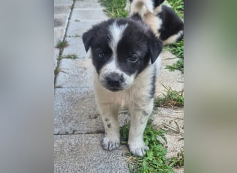 MARLEY sucht sein Für-Immer-Zuhause
