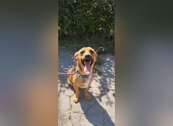 PUMPKIN - kleiner Rüde, große Power