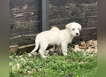 CODY - süßer Bub sucht ein Zuhause