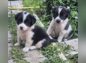 MARLEY sucht sein Für-Immer-Zuhause