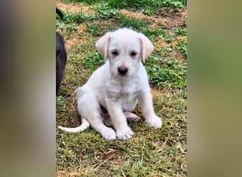 CODY - süßer Bub sucht ein Zuhause