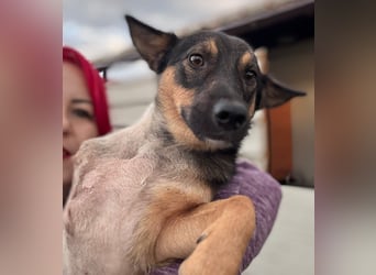 LOKI - kleiner Powerboy sucht Familie