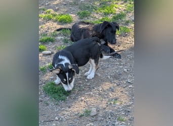 TAMINA - Zaubermaus sucht Familie
